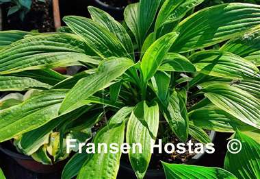 Hosta rectifolia 'Chionea'